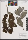 Foto von Salix caprea L.